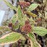 Cornus Image 2