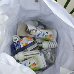 bulbs