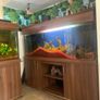 fish Image 4