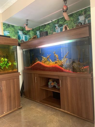 fish