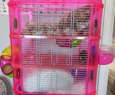 Hamster Cage