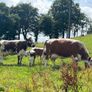 Pedigree Irish Moiled cows with bull calf at foot Image 5
