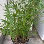 bamboo plant Golden Bamboo - Phyllostachys aurea Image 4