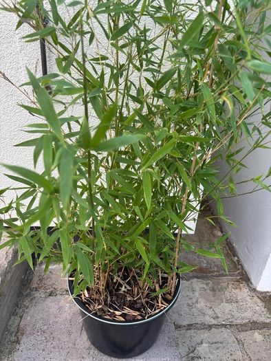 bamboo plant Golden Bamboo - Phyllostachys aurea