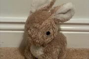 teddy