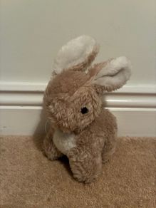 teddy