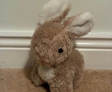 teddy