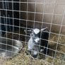 Pygmy goat Image 5
