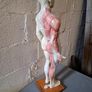 Vintage Anatomical Male Image 3