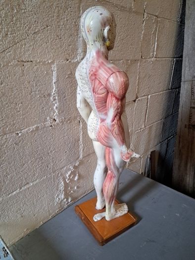 Vintage Anatomical Male