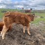 Bull Image 9