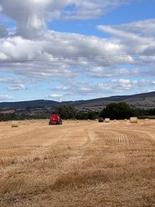 Straw for Sale: Spring Barley