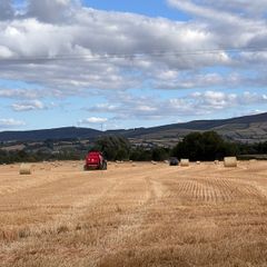 Straw for Sale: Spring Barley