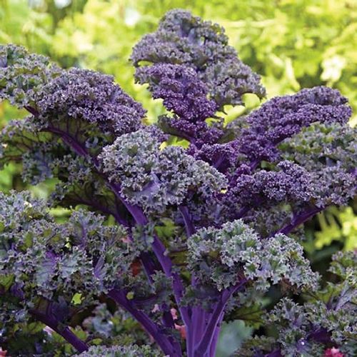 (K) Kale Scarlet seeds 1g (183598)