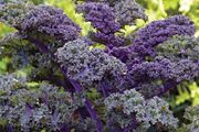 (K) Kale Scarlet seeds 1g (183598)