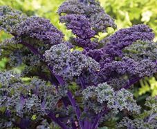 (K) Kale Scarlet seeds 1g (183598)