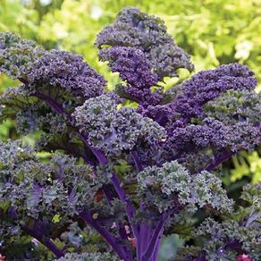(K) Kale Scarlet seeds 1g (183598)