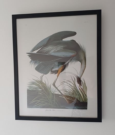 Great Blue Heron framed print