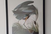 Great Blue Heron framed print