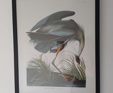 Great Blue Heron framed print