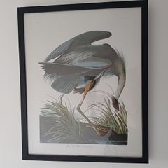 Great Blue Heron framed print