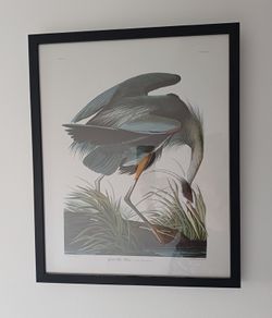 Great Blue Heron framed print