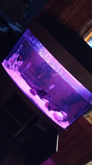 Juwel Vision Tank + Stand 260 Litres