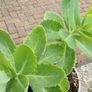 cedum plant Image 2