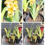Yellow Mexican satin flower plant Pale yellow-eyed grass, perennial. Image 5