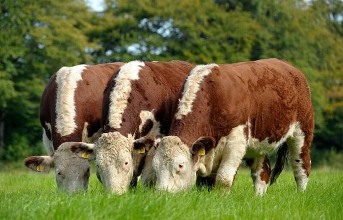 Carrick-on-Shannon Autumn Mixed Breed Show & Sale