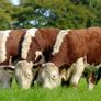 Carrick-on-Shannon Autumn Mixed Breed Show & Sale Image 2