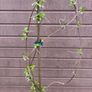 Clematis montana var grandiflora Image 4