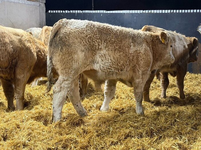 Charolais Weanlings