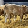 Charolais Weanlings Image 8