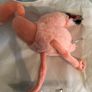 Soft toy bird Image 2