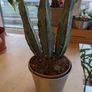 Stunning Blue Myrtle Cactus Healthy, 3-Stem Specimen Image 2