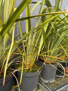 Phormium / new zealand flax.