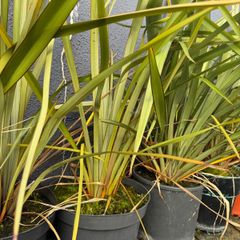 Phormium / new zealand flax.