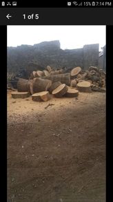 wood  trees  logs firewood hardwood timber