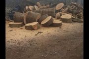 wood  trees  logs firewood hardwood timber