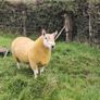 Pure Bred Cheviot Ram Shearling Image 6