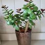 Jade plants. Money plants. Image 7