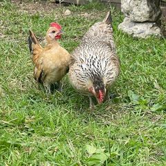Young Serama pairs x2