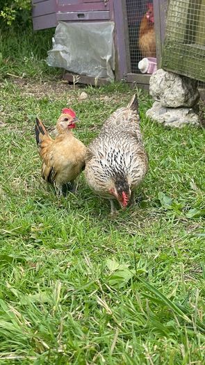 Young Serama pairs x2