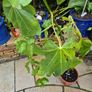 Fig Tree Image 2
