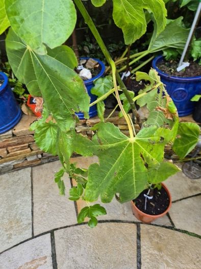 Fig Tree