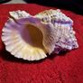 Seashells Image 3