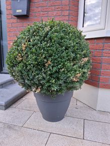 Topiary Ball Buxus