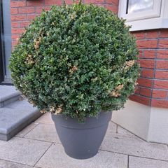 Topiary Ball Buxus