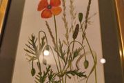 Framed poppy flowers pictuer water coloer signed J, kuhn artist June Kuhn